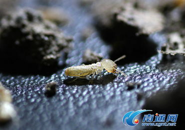 探秘南通市白蟻防治所 電腦圖文設計背后的科學傳播力量